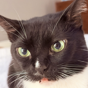 A black and white kitten